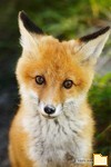 Обложка альбома: My Photo album
