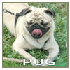 pug-pug 01