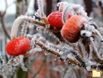 Обложка альбома: Natur