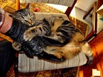 Обложка альбома: Кот
