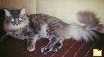 Обложка альбома: котик