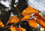 Обложка альбома: Разное