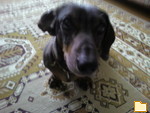 Обложка альбома: mein Hund Asja