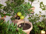 Обложка альбома: lemon