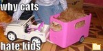Обложка альбома: why cats hate kids