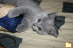 Обложка альбома: BKH Kitten Bonn