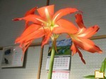 Обложка альбома: Fleurs
