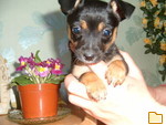 Обложка альбома:  Russkij Toyterrier