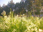 Обложка альбома: разное